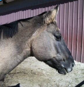 Cheyenne