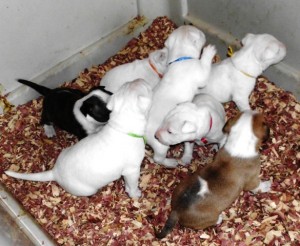 LITTER2